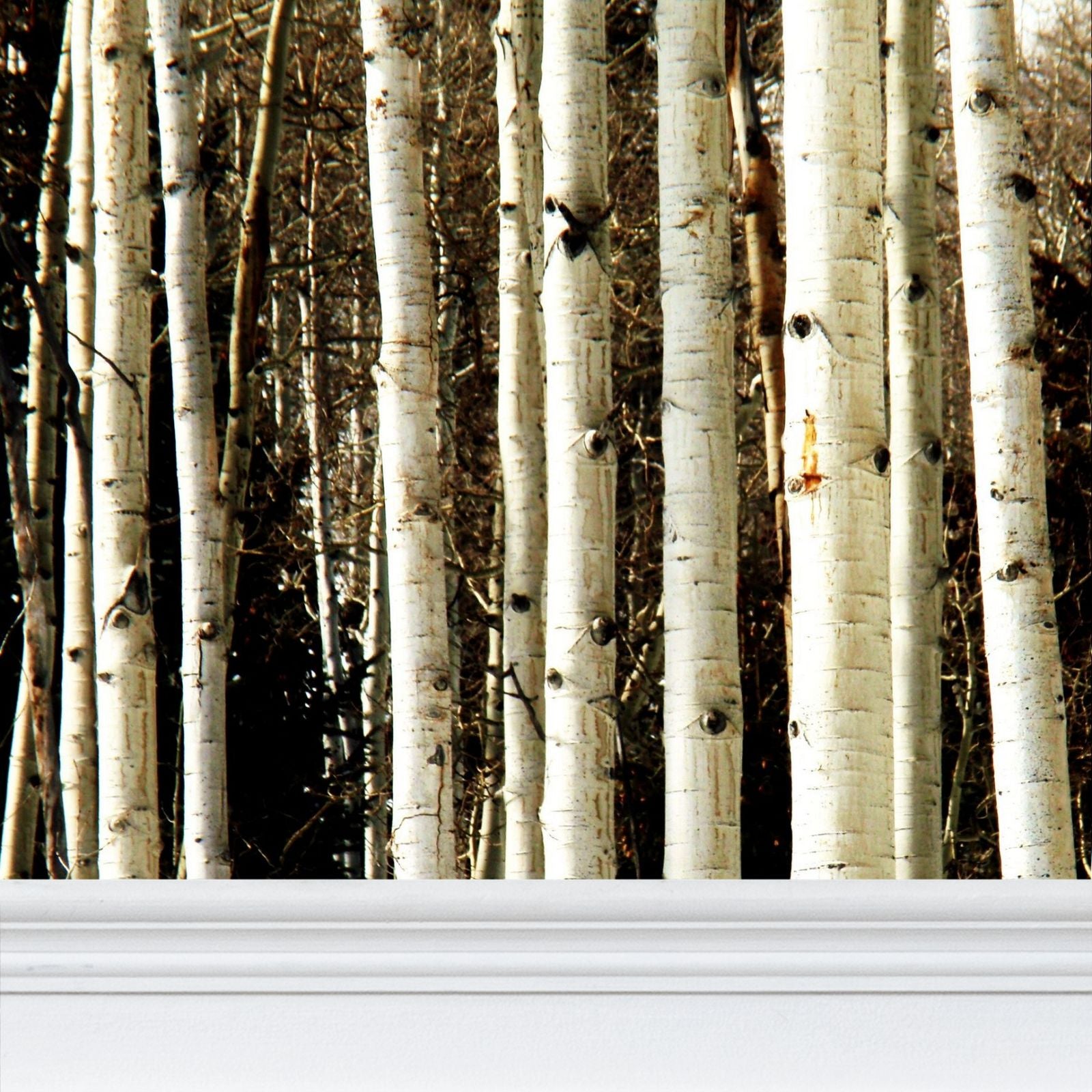 Aspen Trees Repeat Pattern Wallpaper